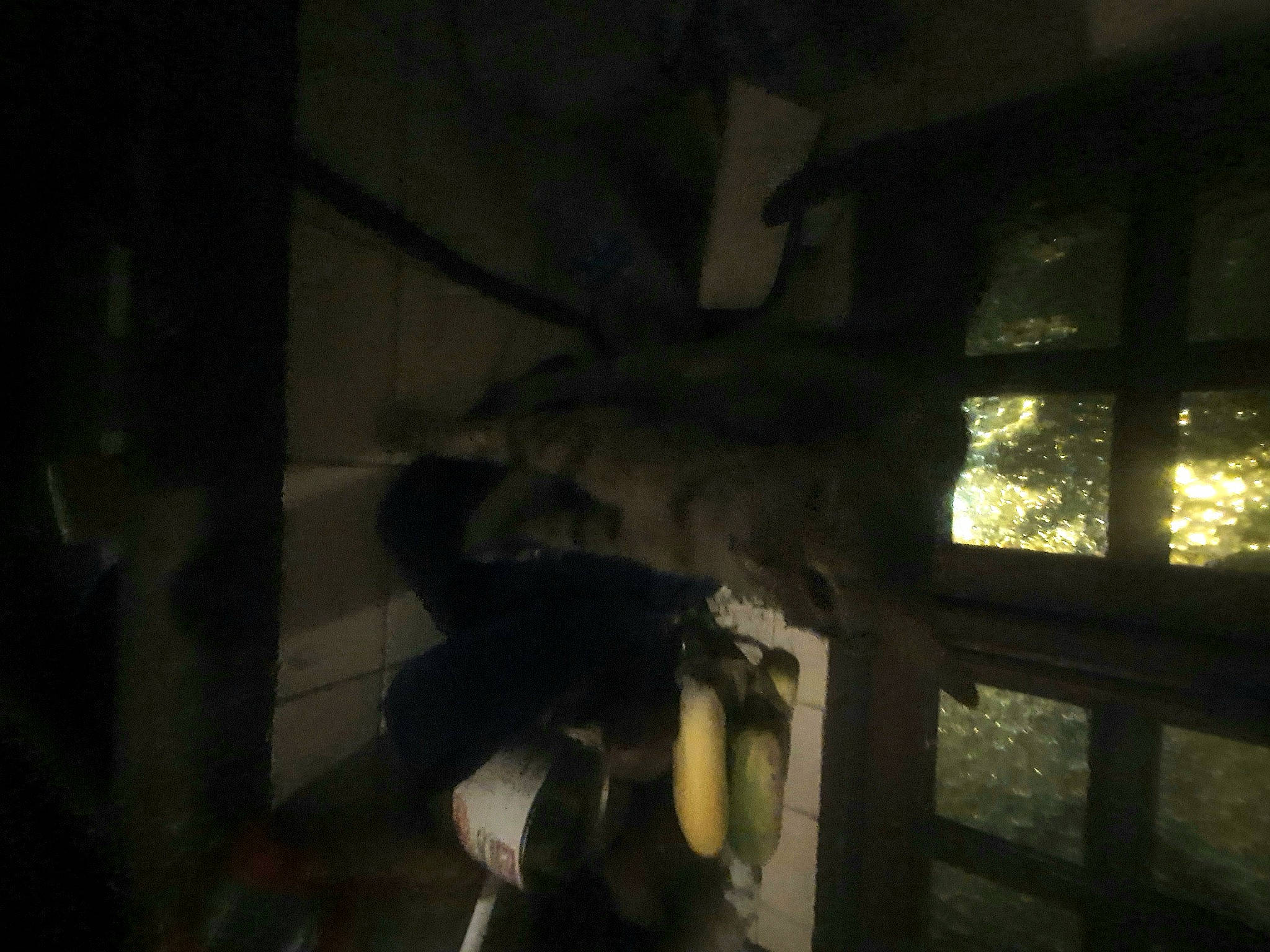 Smile participe au concours pour gagner de l'argent avec cette photo : darkness, flash_photography, fur, glass, midnight, night, room, shadow, sky, still_life_photography, tints_and_shades, tree, visual_arts, window, wood