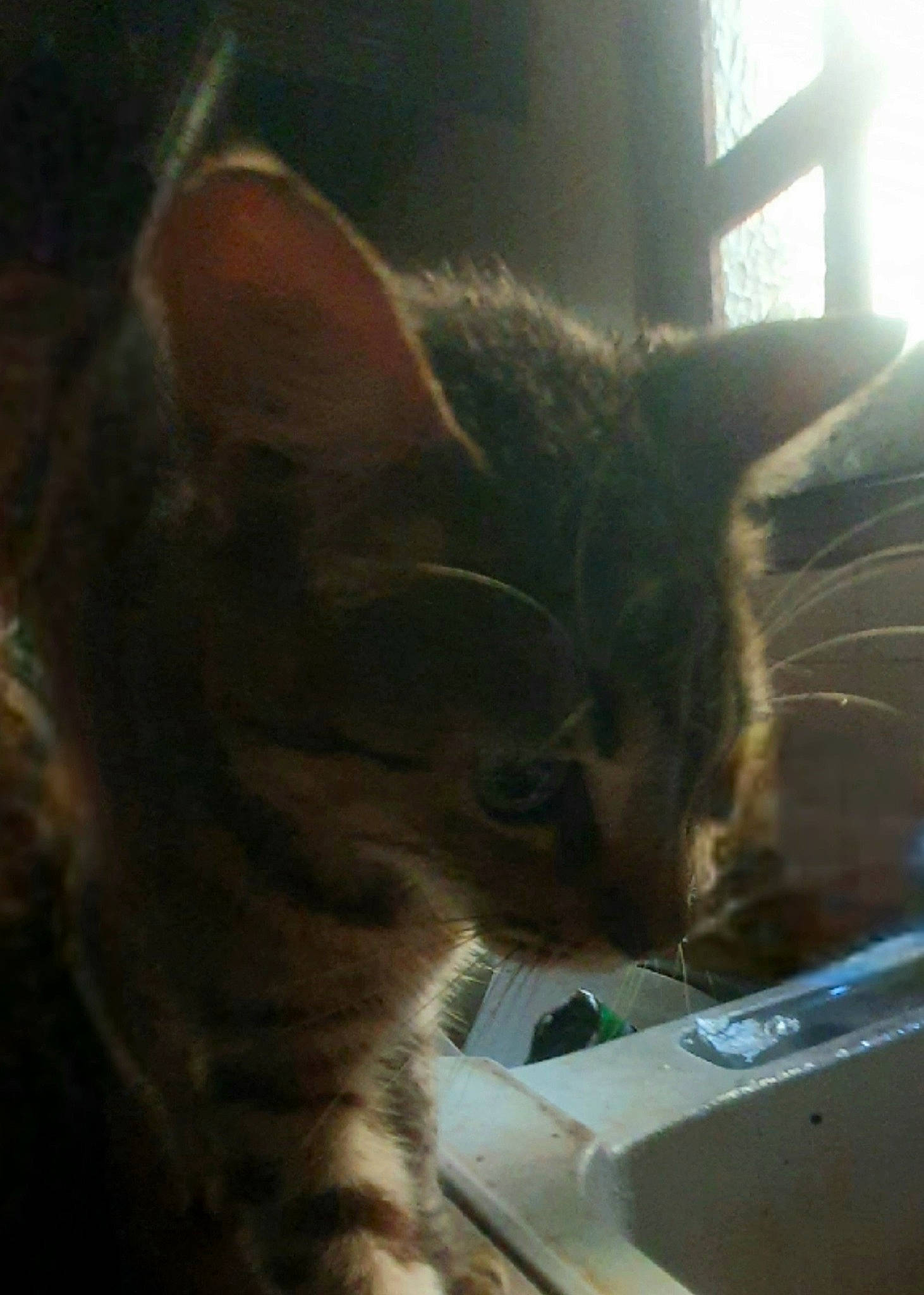 Smile participe au concours pour gagner de l'argent avec cette photo : carnivore, cat, comfort, domestic_short_haired_cat, eye, felidae, fur, paw, small_to_medium_sized_cats, snout, tail, terrestrial_animal, whiskers, window