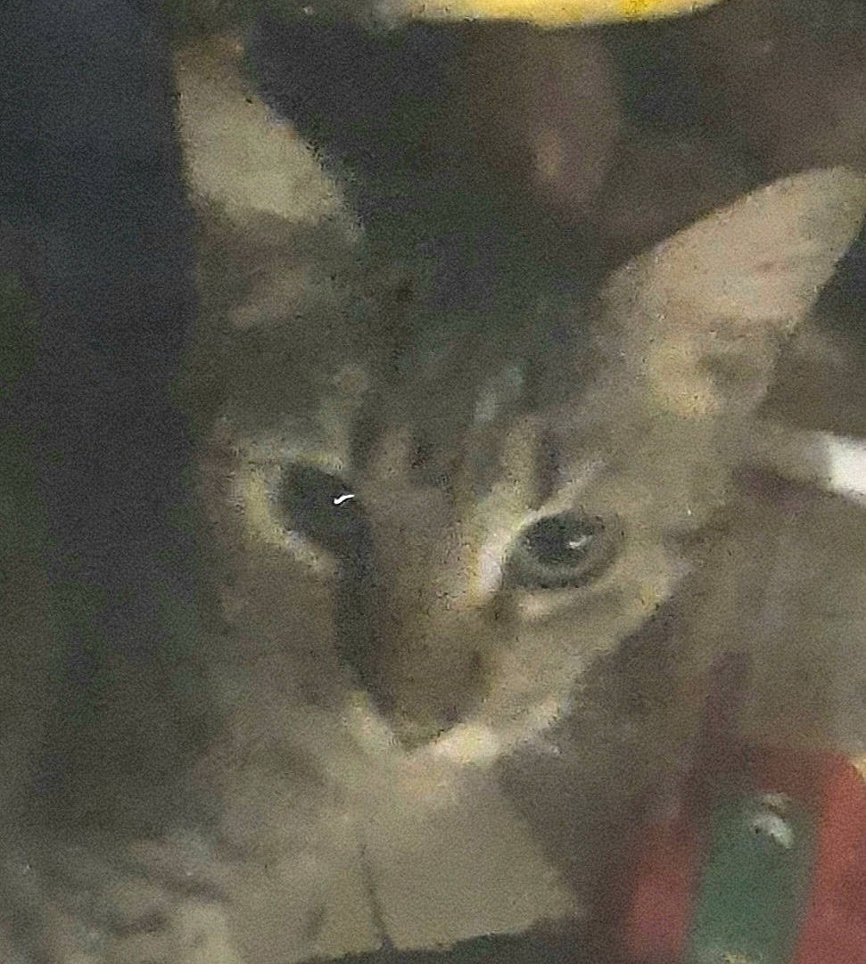 Smile participe au concours pour gagner de l'argent avec cette photo : art, carnivore, cat, darkness, domestic_short_haired_cat, felidae, fur, illustration, painting, photo_caption, small_to_medium_sized_cats, snout, square, still_life_photography, tail, visual_arts, whiskers, window