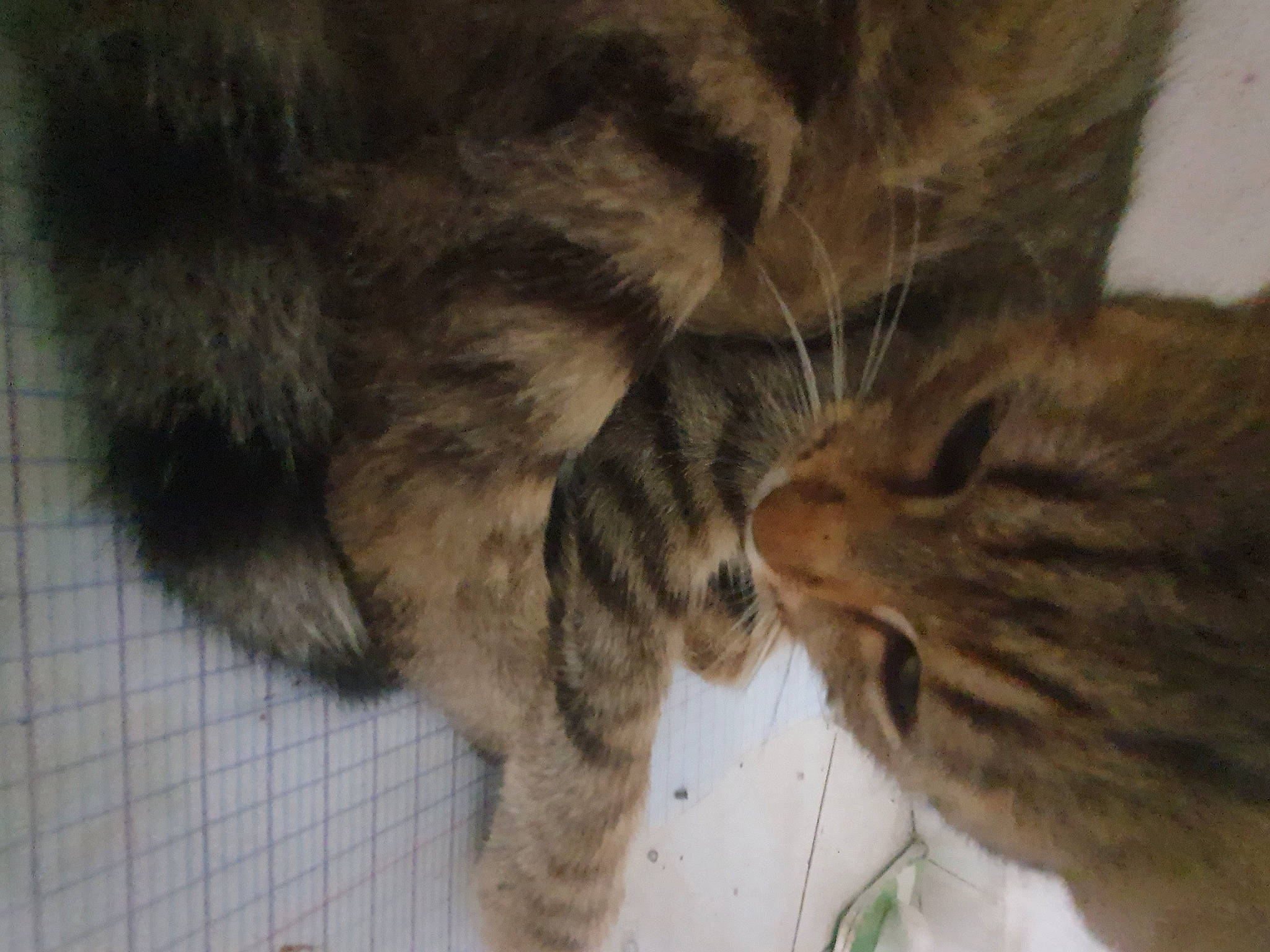 Smile participe au concours pour gagner de l'argent avec cette photo : carnivore, cat, claw, domestic_short_haired_cat, eye, fawn, felidae, fur, paw, small_to_medium_sized_cats, snout, tail, terrestrial_animal, whiskers, wildlife, wood