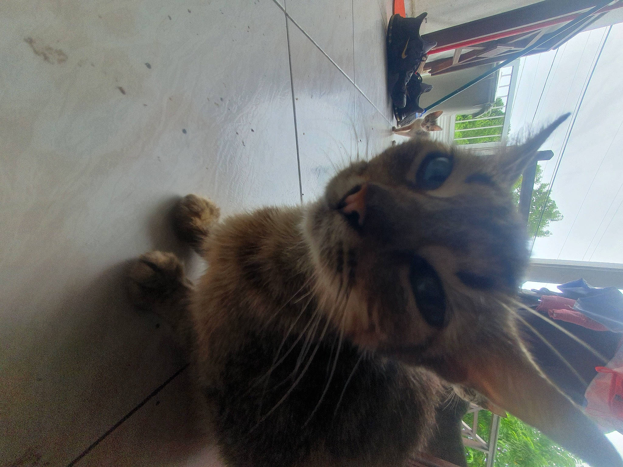 Ana a rejoint le concours — aidez-le/la à gagner de superbes lots ! carnivore, cat, claw, dog_breed, domestic_short_haired_cat, eye, felidae, flooring, flowerpot, fur, grass, houseplant, paw, plant, small_to_medium_sized_cats, snout, tail, terrestrial_animal, whiskers, window