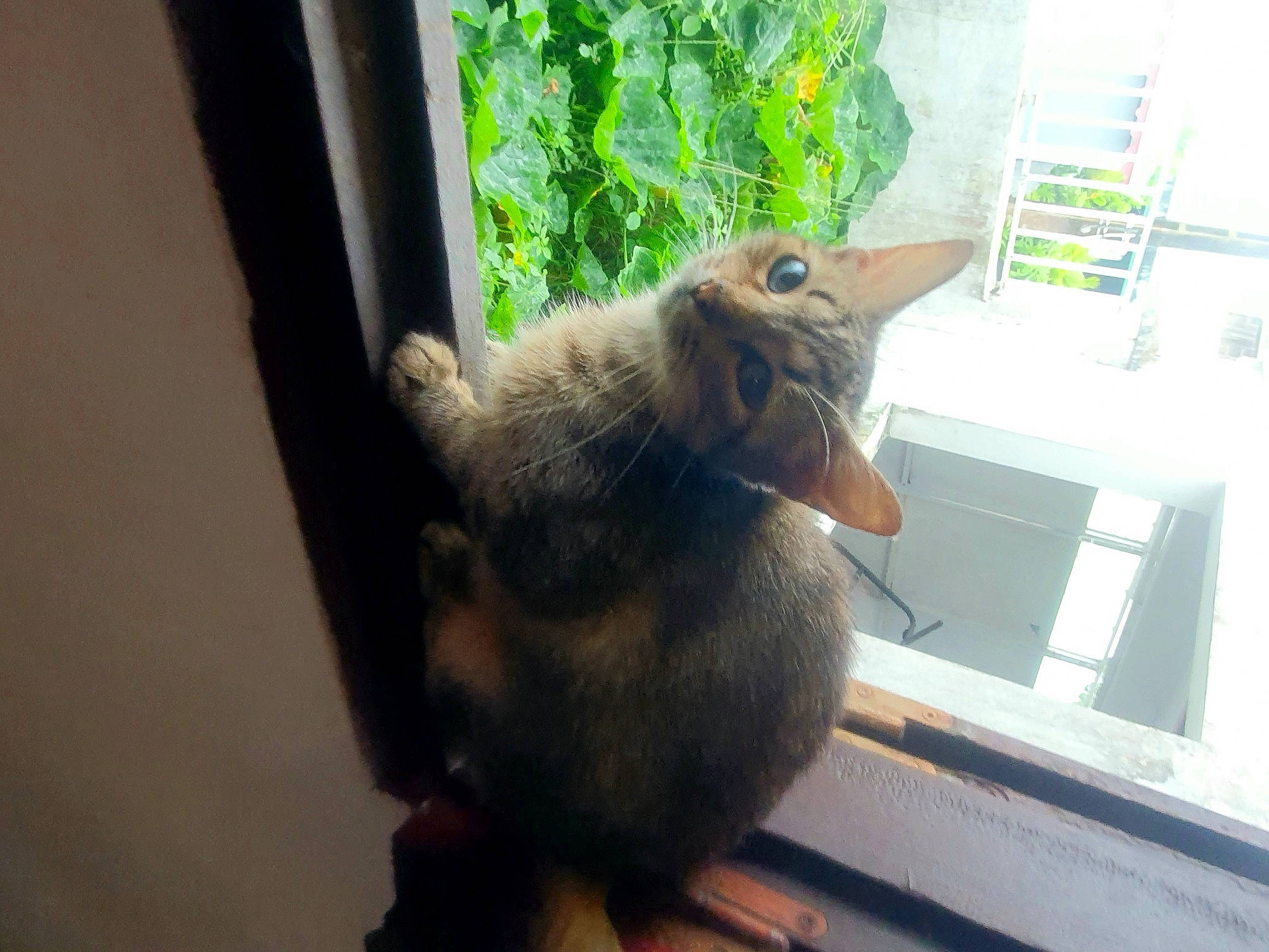 Ana participe au concours pour gagner de l'argent avec cette photo : beak, chipmunk, claw, fawn, fox_squirrel, fur, grey_squirrel, ground_squirrels, iguania, plant, reptile, rodent, snout, squirrel, tail, terrestrial_animal, tree, whiskers, window, wood