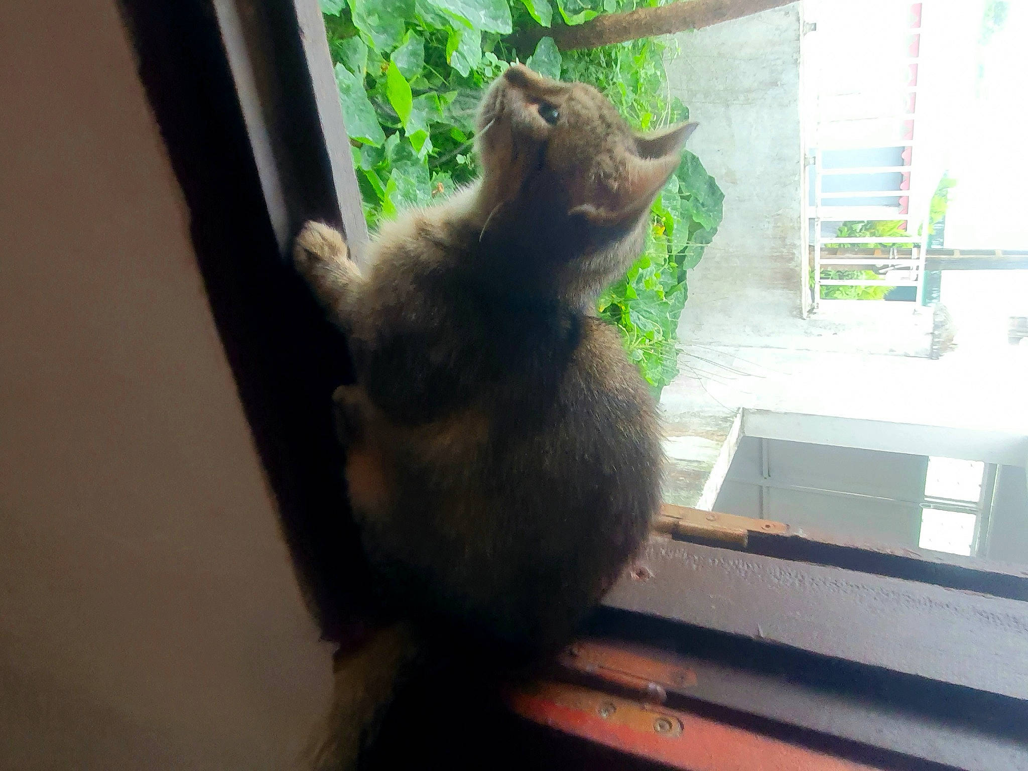 Ana participe au concours pour gagner de l'argent avec cette photo : fawn, felidae, fox_squirrel, fur, grey_squirrel, plant, rodent, small_to_medium_sized_cats, snout, squirrel, tail, terrestrial_animal, tints_and_shades, tree, trunk, vertebrate, whiskers, wildlife, window, wood