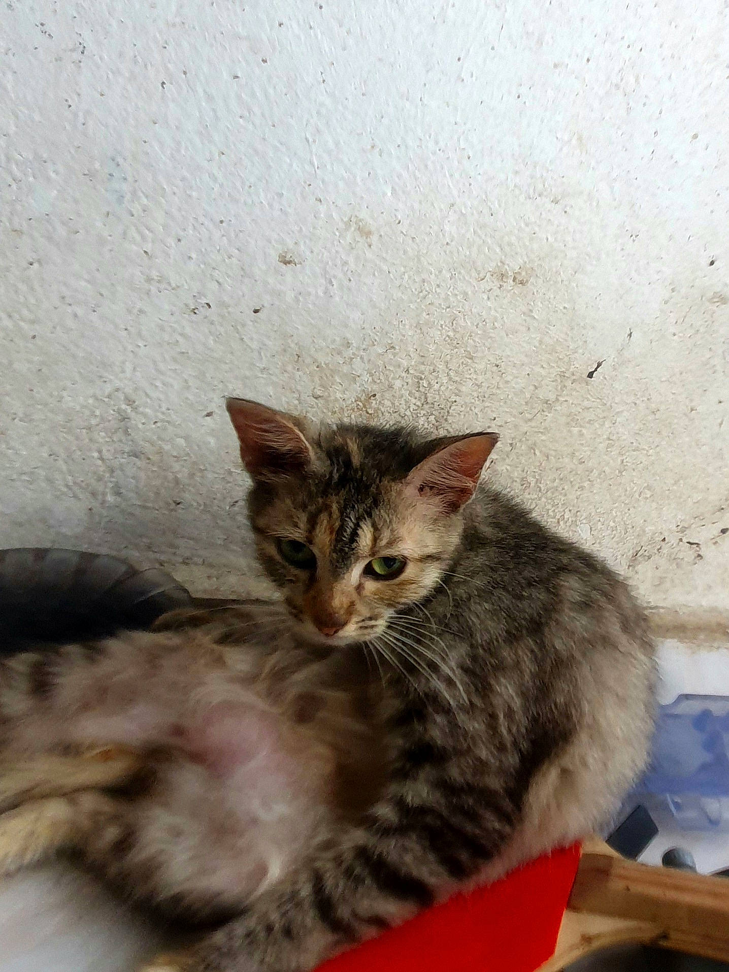 Peluche participe au concours pour gagner de l'argent avec cette photo : carnivore, cat, claw, domestic_short_haired_cat, felidae, fur, paw, small_to_medium_sized_cats, snout, tail, terrestrial_animal, whiskers