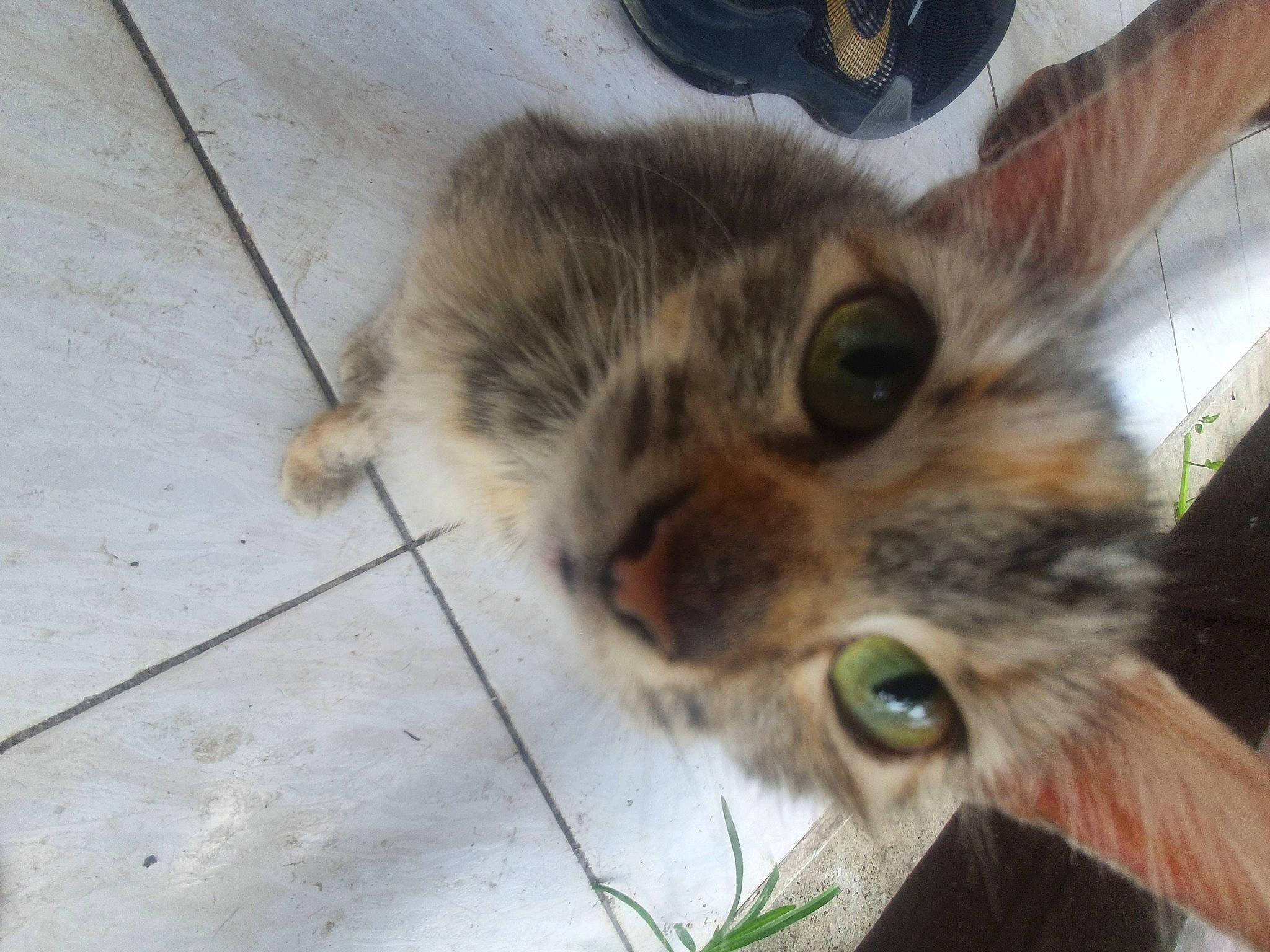 Peluche a rejoint le concours — aidez-le/la à gagner de superbes lots ! carnivore, cat, claw, domestic_short_haired_cat, fawn, felidae, flooring, fur, grass, mammal, paw, plant, small_to_medium_sized_cats, snout, tail, terrestrial_animal, vertebrate, whiskers, wildlife, wood