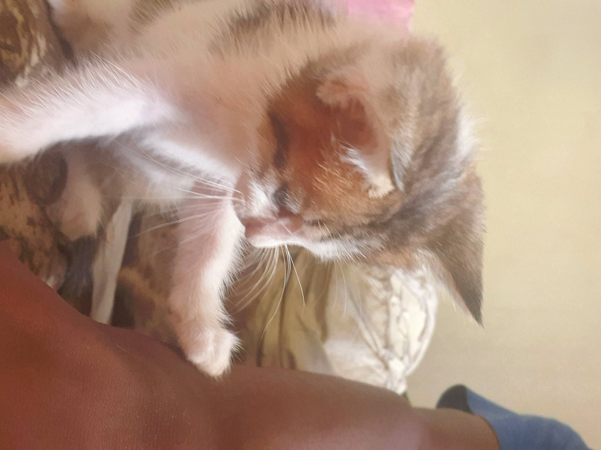 Grosses Tête a rejoint le concours — aidez-le/la à gagner de superbes lots ! carnivore, cat, claw, comfort, companion_dog, dog_breed, domestic_short_haired_cat, ear, fawn, felidae, fur, nap, paw, sleep, small_to_medium_sized_cats, snout, tail, whiskers