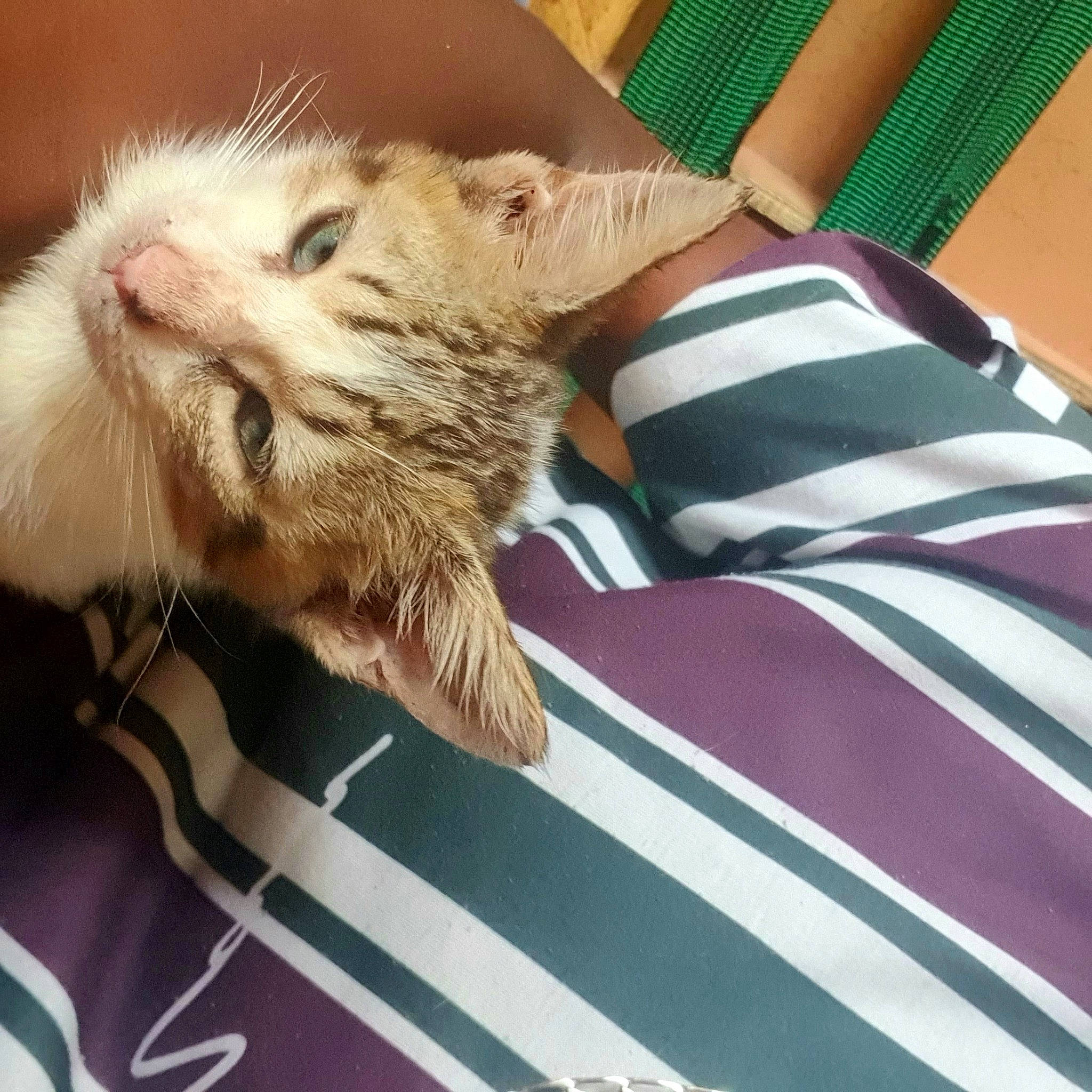 Grosses Tête participe au concours pour gagner de l'argent avec cette photo : carnivore, cat, claw, comfort, domestic_short_haired_cat, fawn, felidae, fur, linens, nap, pattern, paw, small_to_medium_sized_cats, snout, whiskers