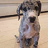 puppy, dog, great_dane, spotted, sitting, portrait, indoor, living_room, wooden_floor, couch, floppy_ears, paws, white_chest, black_spots, pet, cute, animal, front_view, domestic_dog, photography