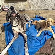 Moses joined the competition — help win amazing prizes! dogs, great_dane, small_dog, spotted_dog, shaggy_dog, pets, canine, outdoor, patio, sunlight, blue_blanket, lying_down, sitting, collar, long_legs, floppy_ears, fur, animal_portrait, home, relaxed