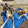 dogs, great_dane, small_dog, spotted_dog, shaggy_dog, pets, canine, outdoor, patio, sunlight, blue_blanket, lying_down, sitting, collar, long_legs, floppy_ears, fur, animal_portrait, home, relaxed
