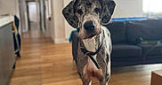 Moses joined the competition — help win amazing prizes! dog, great_dane, canine, pet, standing, portrait, indoors, living_room, wooden_floor, sofa, home, leash, collar, brindle_coat, large_dog, tall_dog, floppy_ears, long_legs, front_facing, photography