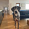 dog, great_dane, canine, pet, standing, portrait, indoors, living_room, wooden_floor, sofa, home, leash, collar, brindle_coat, large_dog, tall_dog, floppy_ears, long_legs, front_facing, photography