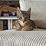 cat, kitten, tabby_cat, pet, feline, portrait, indoor, chair, cushion, cozy, whiskers, eyes, paws, fur, furniture, living_room, bookshelf, shallow_depth_of_field, beige, striped