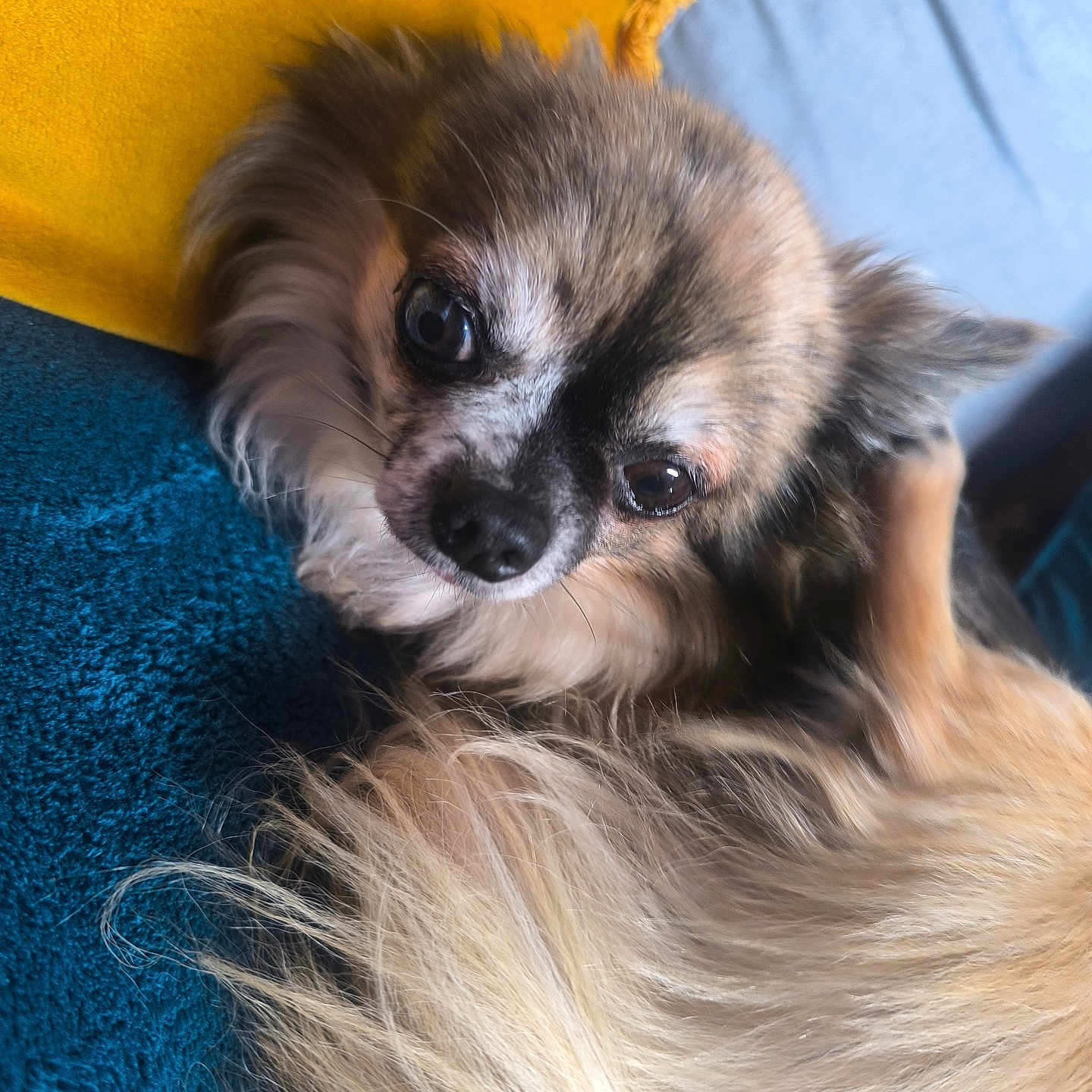 Grizzly participe au concours pour gagner de l'argent avec cette photo : animal, blanket, close_up, companion, cozy, cute, dog, ears, eyes, face, fluffy, fur, indoor, nose, pet, pillow, relaxed, resting, small_dog, snout