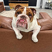 Finn joined the competition — help win amazing prizes! bulldog, dog, pet, brown_leather_couch, living_room, furniture, floor, indoor, animal, face, ears, paw, sitting, looking, cute, decor, shelf, modern, home, portrait