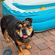 Fiona joined the competition — help win amazing prizes! bulldog, dog, tongue_out, playful, inflatable_pool, blue_pool, water, rope_toy, brick_patio, outdoor, pet, animal, grass, landscaping, summer, cute, companion, canine, toy, fun