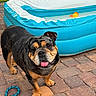 bulldog, dog, tongue_out, playful, inflatable_pool, blue_pool, water, rope_toy, brick_patio, outdoor, pet, animal, grass, landscaping, summer, cute, companion, canine, toy, fun