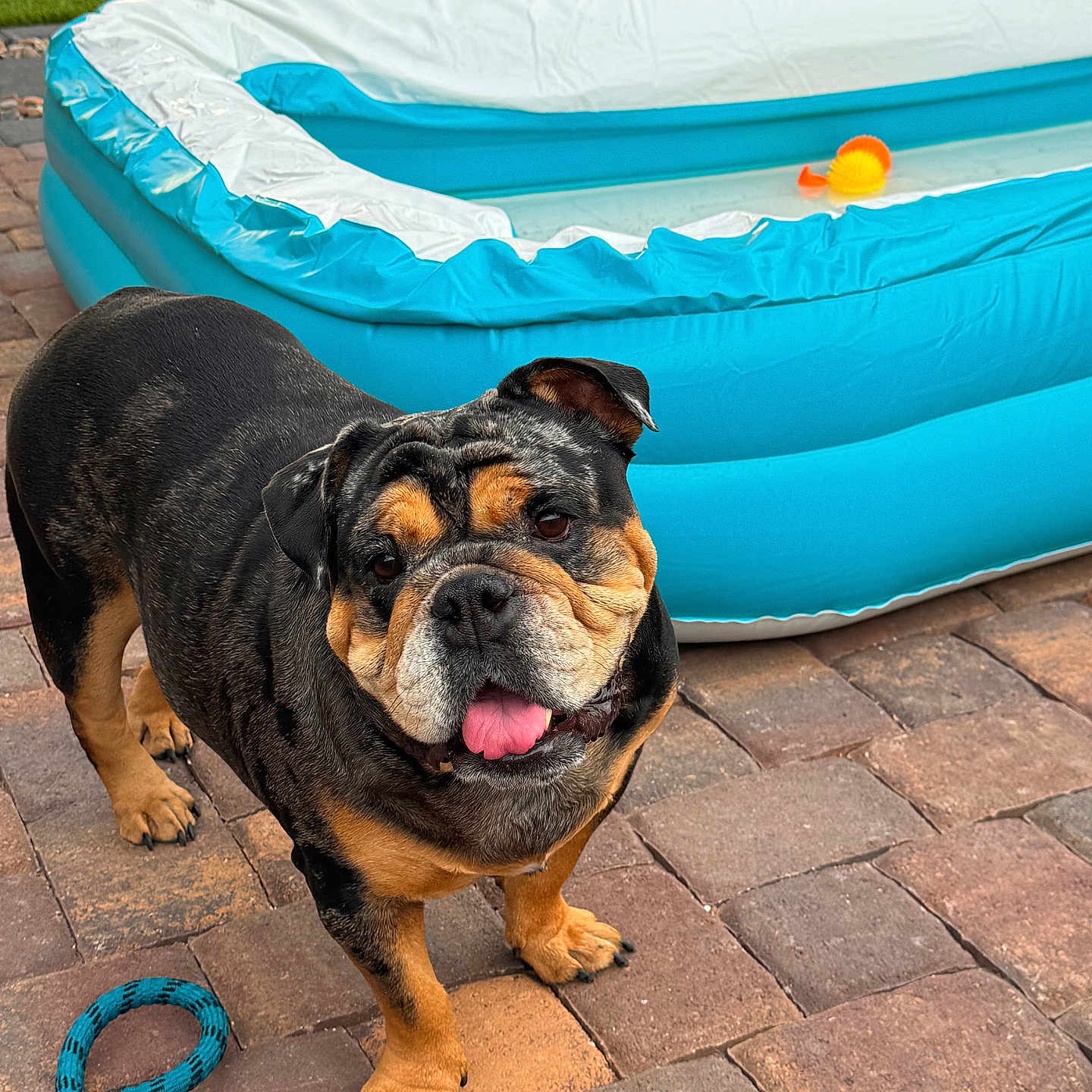 Fiona joined the competition — help win amazing prizes! bulldog, dog, tongue_out, playful, inflatable_pool, blue_pool, water, rope_toy, brick_patio, outdoor, pet, animal, grass, landscaping, summer, cute, companion, canine, toy, fun