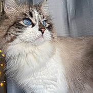 Miss Joy is registered to the contest to win money with this photo: cat, pet, feline, blue_eyes, fluffy, long_hair, white_fur, gray_fur, whiskers, pink_nose, portrait, closeup, indoor, curtain, fairy_lights, ears, gaze, soft_light, fur_texture, majestic