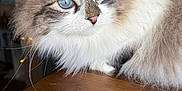 Miss Joy joined the competition — help win amazing prizes! cat, blue_eyes, fluffy, long_fur, whiskers, nose, close_up, portrait, wooden_table, indoor, curtain, fairy_lights, furniture, pet, domestic_cat, sitting, gazing, white_fur, grey_fur, soft_texture
