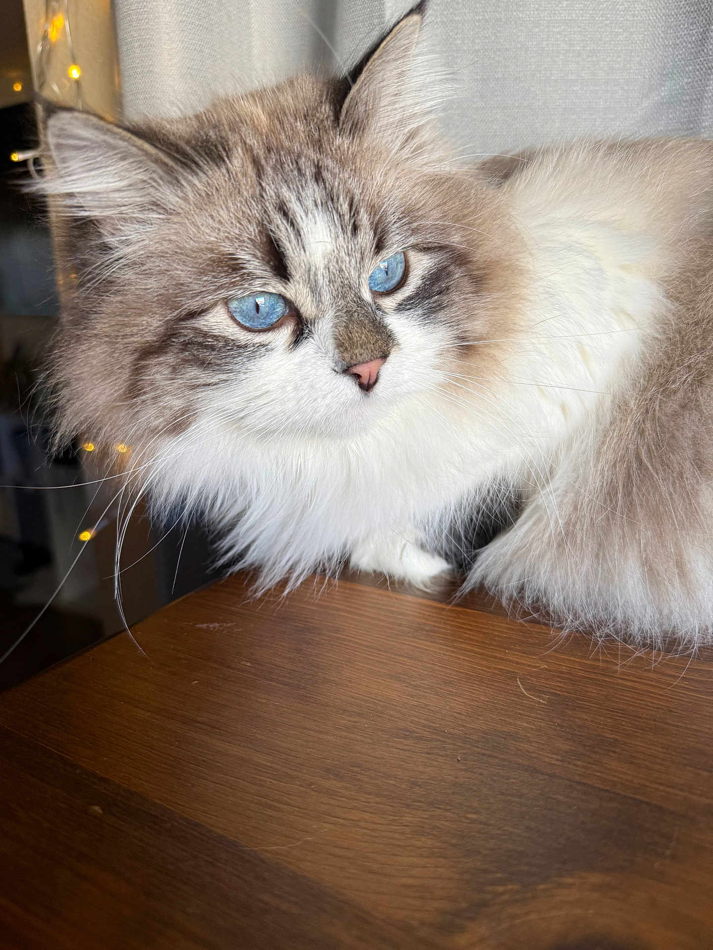 Miss Joy joined the competition — help win amazing prizes! cat, blue_eyes, fluffy, long_fur, whiskers, nose, close_up, portrait, wooden_table, indoor, curtain, fairy_lights, furniture, pet, domestic_cat, sitting, gazing, white_fur, grey_fur, soft_texture