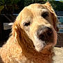 dog, golden_retriever, close_up, outdoor, sunlight, pet, canine, fur, face, nose, animal, relaxed, backyard, patio, furniture, greenery, daylight, ears, whiskers, muzzle