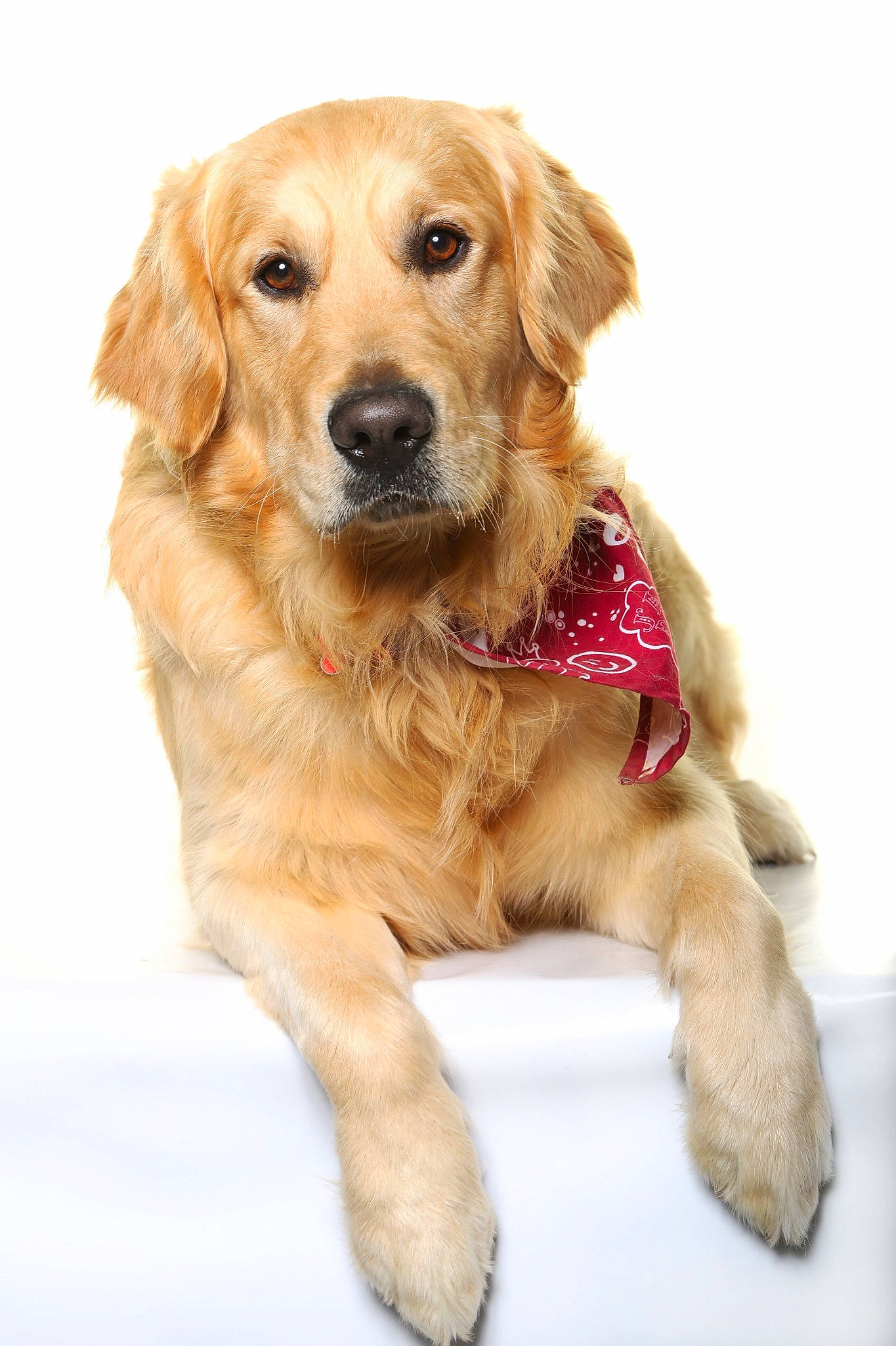 Phalco participe au concours pour gagner de l'argent avec cette photo : canidae, carnivore, companion_dog, dog, dog_breed, dog_collar, dog_supply, fawn, fur, gun_dog, liver, pet_supply, puppy, snout, sporting_group, whiskers, wood, working_animal, working_dog