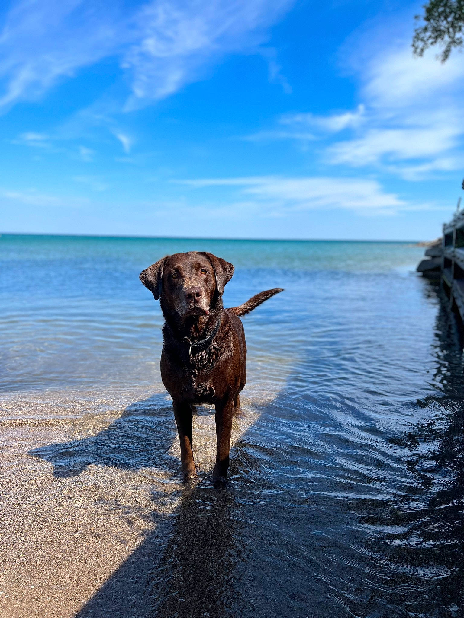 June joined the competition — help win amazing prizes! beach, carnivore, cloud, collar, dog, dog_breed, dog_collar, fawn, gun_dog, lake, landscape, liver, plant, pointing_breed, sky, sporting_group, tree, water, wind_wave, working_animal