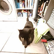 Lola participe au concours pour gagner de l'argent avec cette photo : black_cat, cat, kitchen, floor_tiles, shelves, bottles, household_items, laundry_machine, domestic_animal, pet, indoor, blurred, tile_floor, cabinet, container, folding_chair, plastic, cleaning_supplies, storage, appliance