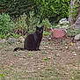 animal, black_cat, cat, curious, foliage, frog_statue, garden, grass, greenery, ground, nature, outdoor, pet, plants, quiet, rustic, sitting, tree_trunk, watering_can, wildlife