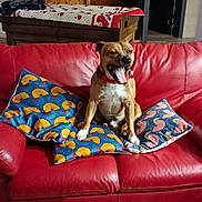 Django participe au concours pour gagner de l'argent avec cette photo : blanket, brown_dog, collar, dog, doorway, flooring, furniture, home_interior, indoor, leather_couch, living_room, patterned_pillows, pet, pillows, red_couch, relaxed, table, wallpaper, wooden_stairs, yawning