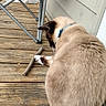 T. Rex Octavious joined the competition — help win amazing prizes! cat, siamese_cat, wooden_deck, stick, folding_chair, outdoor, animal, pet, curious, paw, fur, tail, collar, side_of_house, planks, flooring, daylight, brown, beige, blue_collar