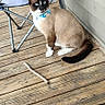 cat, siamese_cat, blue_bow_tie, wooden_porch, folding_chair, outdoor, pet, animal, feline, sitting, curious, brown_and_white_fur, tail, wooden_floor, window, house_siding, domestic_cat, pet_accessory, relaxed, daylight