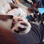 T. Rex Octavious is registered to the contest to win money with this photo: cat, paw, leg, person, indoor, relaxing, feline, fur, black_and_white, clothing, blanket, bag, socks, footwear, resting, close_up, domestic, pet, cozy, casual