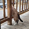 T. Rex Octavious is registered to the contest to win money with this photo: cat, animal, pet, curious, wooden_deck, porch, railing, outdoor, daylight, collar, street, car, house, residential_area, balcony, fence, wood, tail, back_view, nature