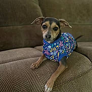 Sydney is registered to the contest to win money with this photo: animal, brown_couch, canine, colorful_shirt, companion, couch, cute, dog, domestic, ears_up, floral_pattern, furniture, home, indoor, looking_at_camera, pet, portrait, relaxed, seated, small_dog