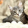 Manchita joined the competition — help win amazing prizes! cat, kitten, gray_cat, white_paws, green_eyes, fluffy_blanket, cozy, indoor, pet, animal, feline, cute, soft_texture, relaxed, close_up, portrait, whiskers, ears, young_cat, resting