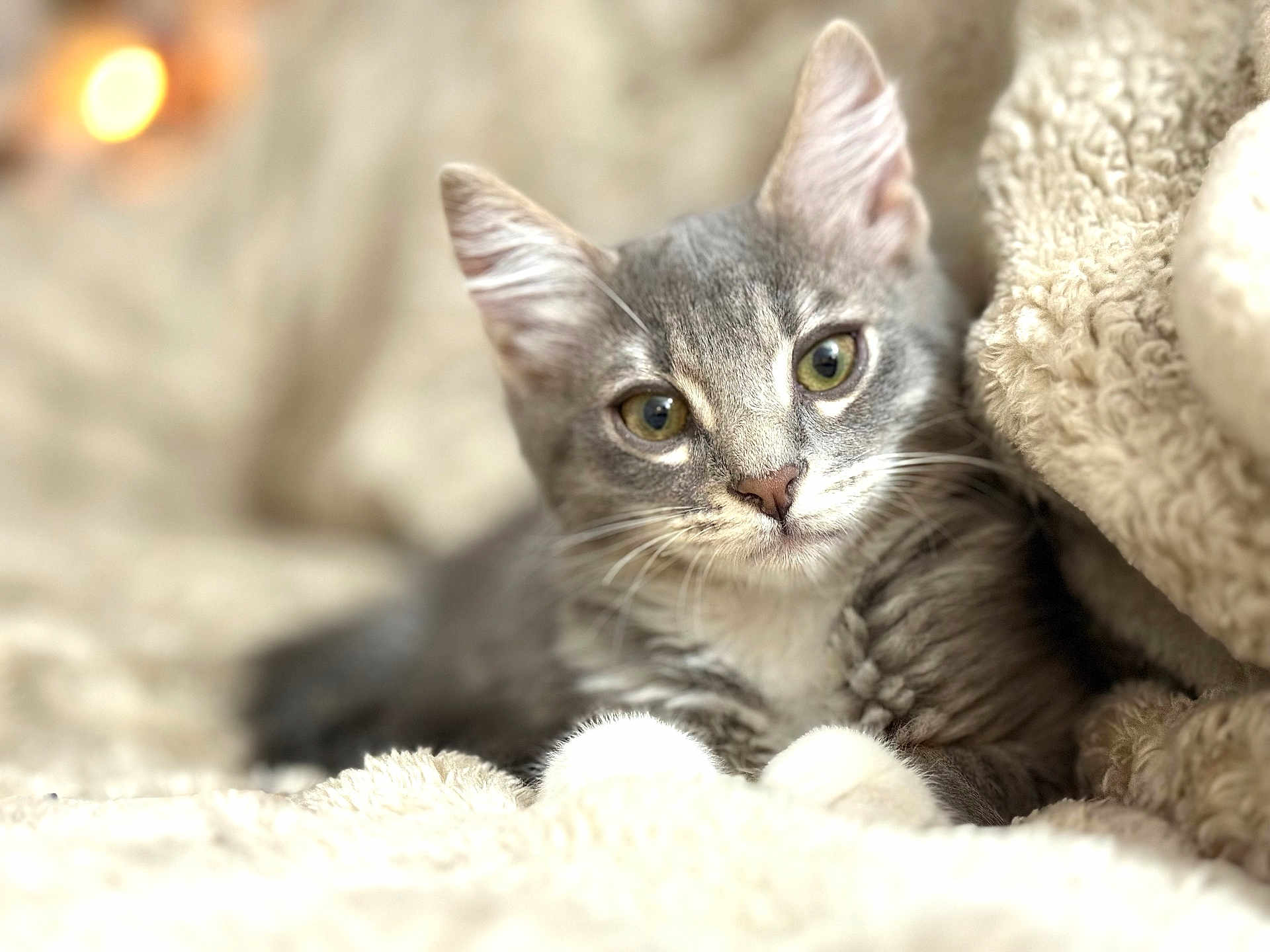 Manchita joined the competition — help win amazing prizes! cat, kitten, gray_cat, white_paws, green_eyes, fluffy_blanket, cozy, indoor, pet, animal, feline, cute, soft_texture, relaxed, close_up, portrait, whiskers, ears, young_cat, resting