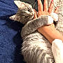 kitten, cat, paw, hand, bite, fur, playful, gray_cat, white_paws, cozy, blanket, texture, cute, pet, animal, indoor, closeup, whiskers, claws, domestic_cat