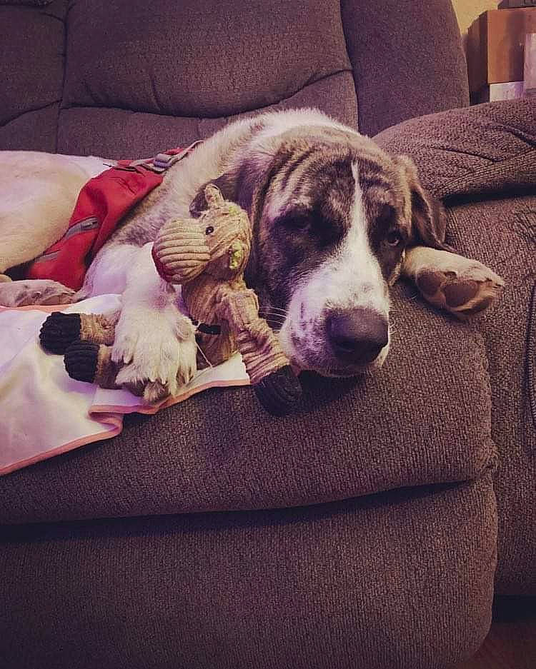 Cougar is registered to the contest to win money with this photo: bored, canidae, carnivore, cloud, comfort, companion_dog, couch, dog, dog_breed, furniture, linens, living_room, nap, non_sporting_group, pillow, snout, sporting_group, square, tints_and_shades, working_animal