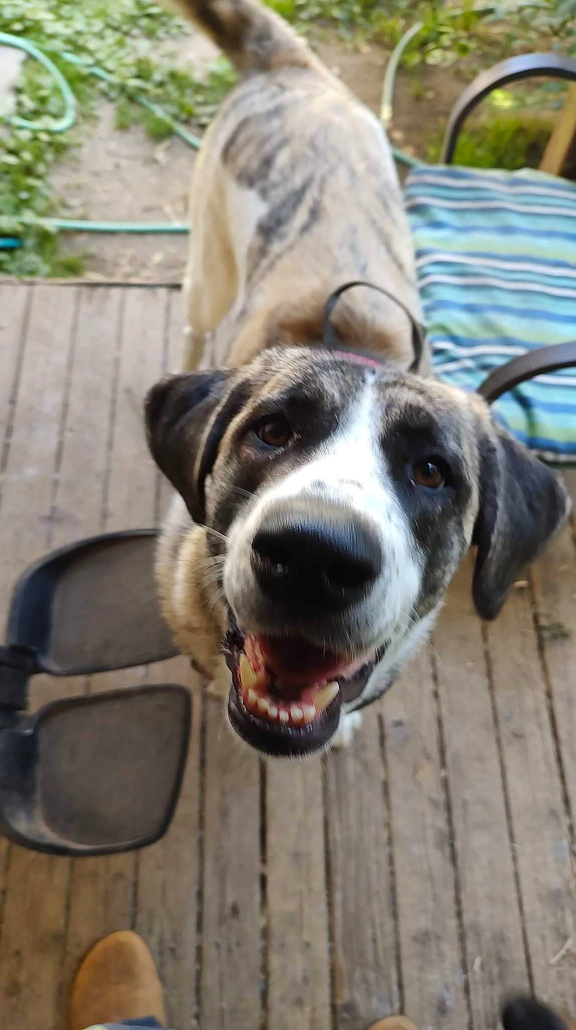 Cougar is registered to the contest to win money with this photo: canidae, carnivore, collar, companion_dog, dog, dog_breed, dog_collar, fang, fawn, fur, guard_dog, metal, outdoor_furniture, plant, pointer, sporting_group, whiskers, wood, working_animal, working_dog