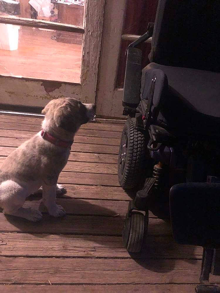 Cougar is registered to the contest to win money with this photo: automotive_tire, carnivore, chair, companion_dog, darkness, dog, dog_breed, dog_collar, floor, flooring, hardwood, metal, porch, sitting, tail, tints_and_shades, tire, window, wood, wood_flooring