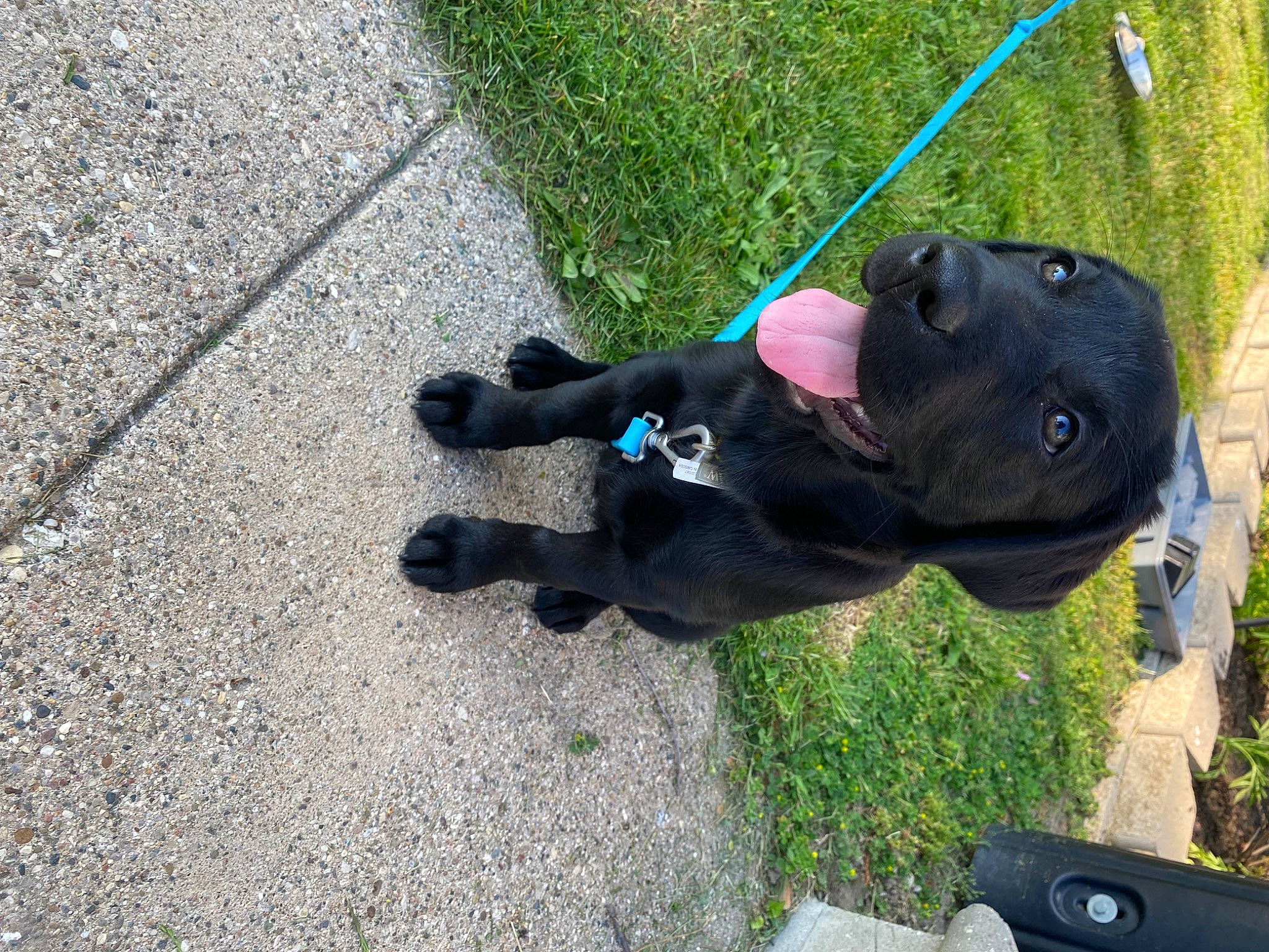 Luna is registered to the contest to win money with this photo: asphalt, canidae, carnivore, collar, companion_dog, dog, dog_breed, dog_collar, electric_blue, fashion_accessory, grass, leash, pet_supply, plant, road_surface, sidewalk, snout, sporting_group, tail, working_animal