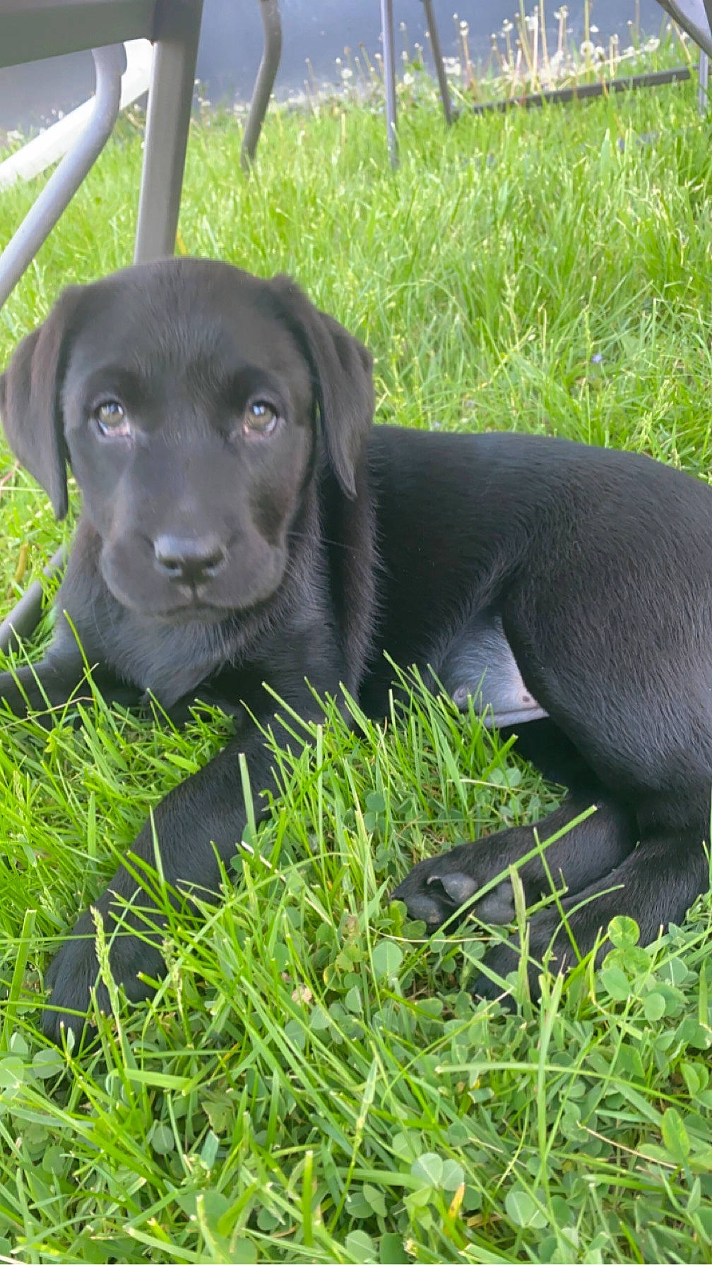 Luna is registered to the contest to win money with this photo: borador, canidae, carnivore, companion_dog, dog, dog_breed, dog_collar, eye, grass, groundcover, gun_dog, hunting_dog, liver, plant, snout, sporting_group, terrestrial_animal, whiskers, working_animal