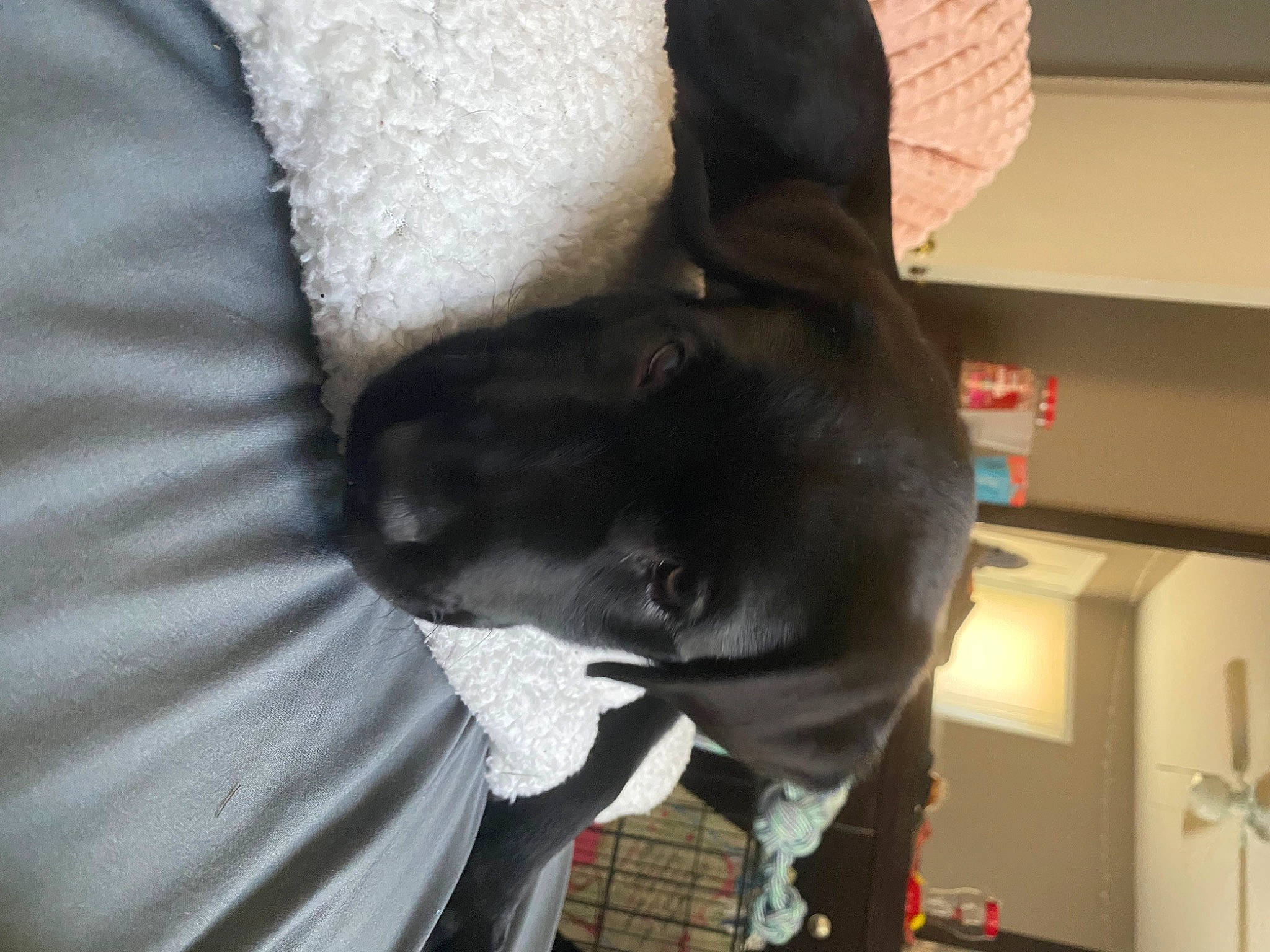 Luna joined the competition — help win amazing prizes! canidae, carnivore, comfort, companion_dog, dog, dog_breed, felidae, fur, gesture, sleeve, snout, sporting_group, toy_dog, whiskers, working_animal