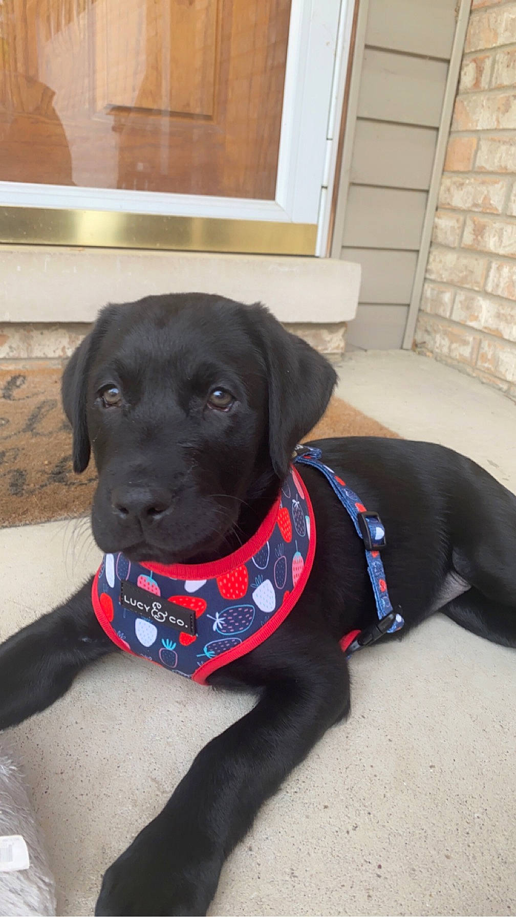 Luna is registered to the contest to win money with this photo: borador, canidae, carnivore, collar, companion_dog, dog, dog_breed, dog_collar, dog_supply, electric_blue, fashion_accessory, fawn, flooring, leash, personal_protective_equipment, pet_supply, snout, sporting_group, whiskers, working_animal