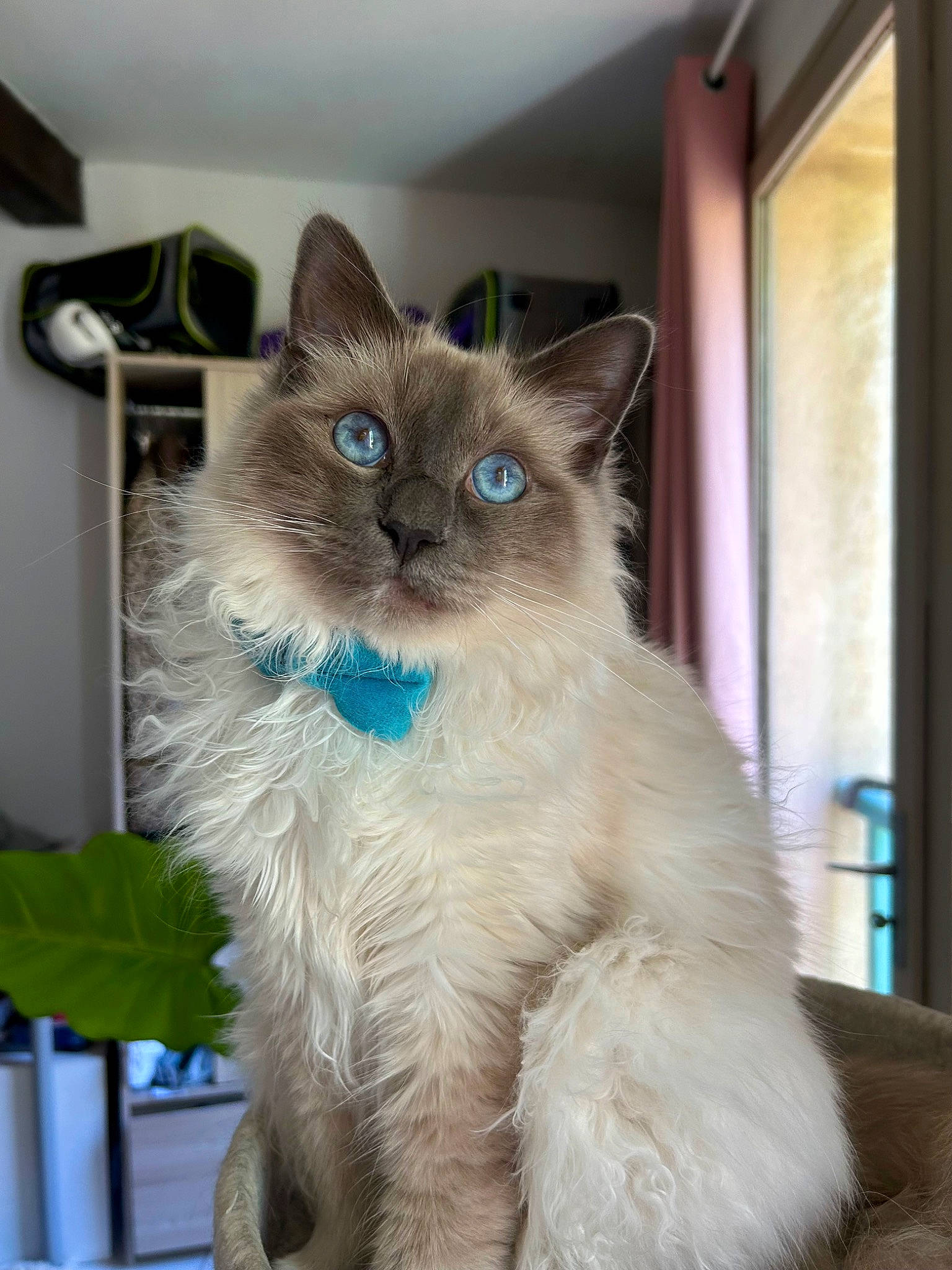 Monsieur Léon participe au concours pour gagner de l'argent avec cette photo : balinese, birman, british_longhair, carnivore, cat, electric_blue, eye, fawn, felidae, fur, iris, ragdoll, siamese, small_to_medium_sized_cats, snout, tail, terrestrial_animal, thai, whiskers, window