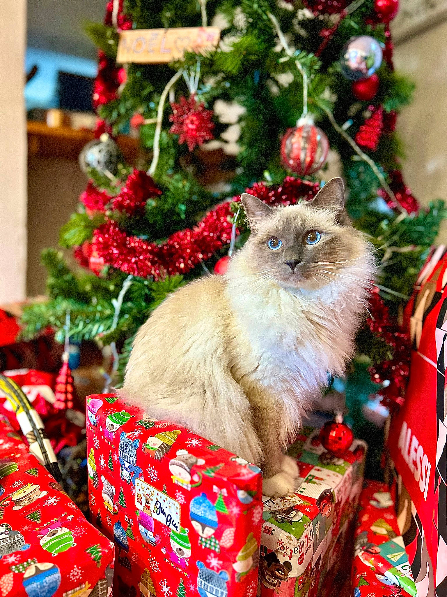 Monsieur Léon a rejoint le concours — aidez-le/la à gagner de superbes lots ! carnivore, cat, christmas, christmas_decoration, christmas_eve, christmas_ornament, christmas_tree, conifer, event, fawn, felidae, fur, grass, holiday, interior_design, ornament, plant, small_to_medium_sized_cats, tree, whiskers