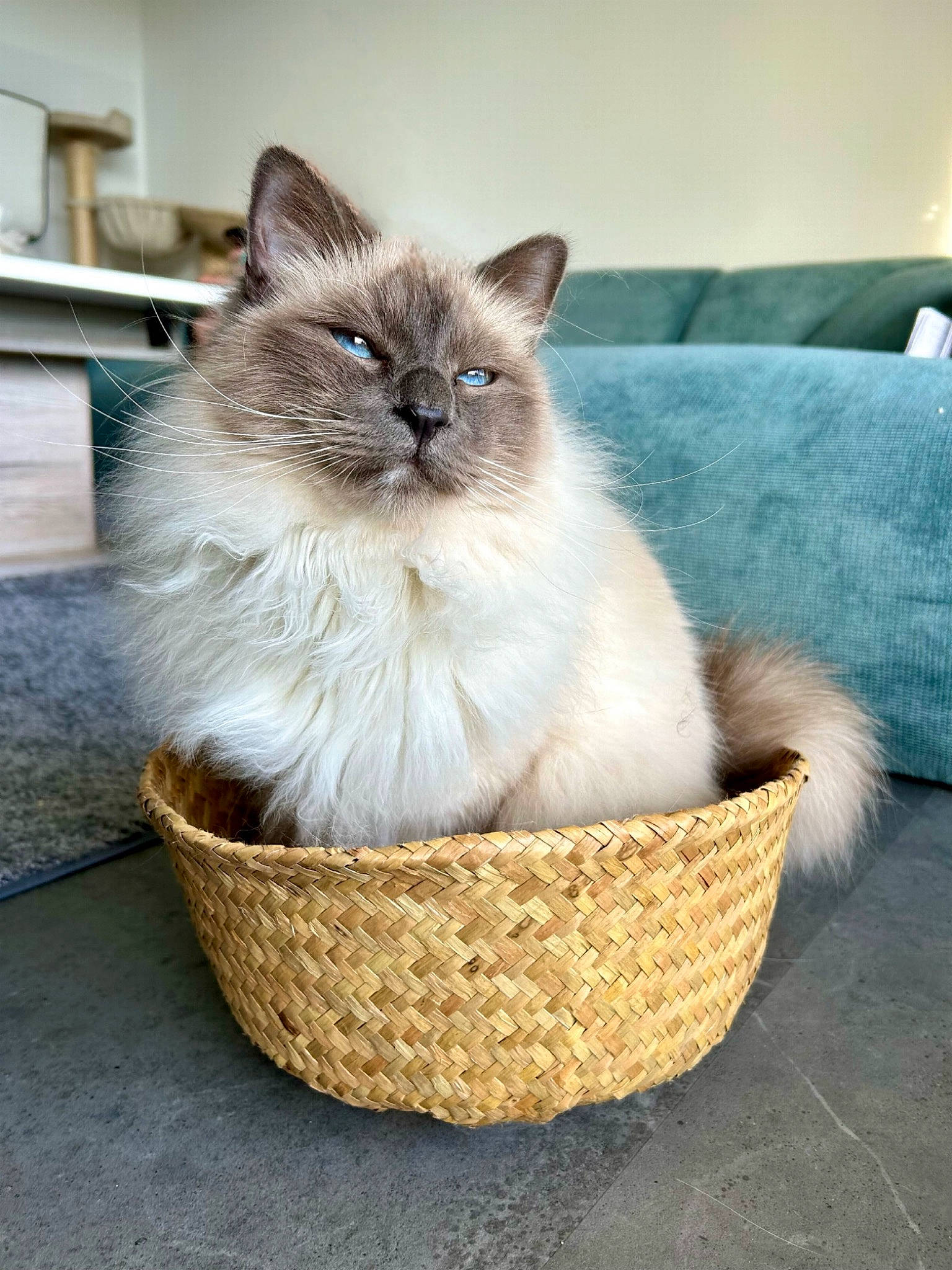 Monsieur Léon a rejoint le concours — aidez-le/la à gagner de superbes lots ! balinese, basket, birman, carnivore, cat, cat_supply, cone, couch, fawn, felidae, flooring, fur, ragdoll, siamese, sitting, small_to_medium_sized_cats, thai, whiskers