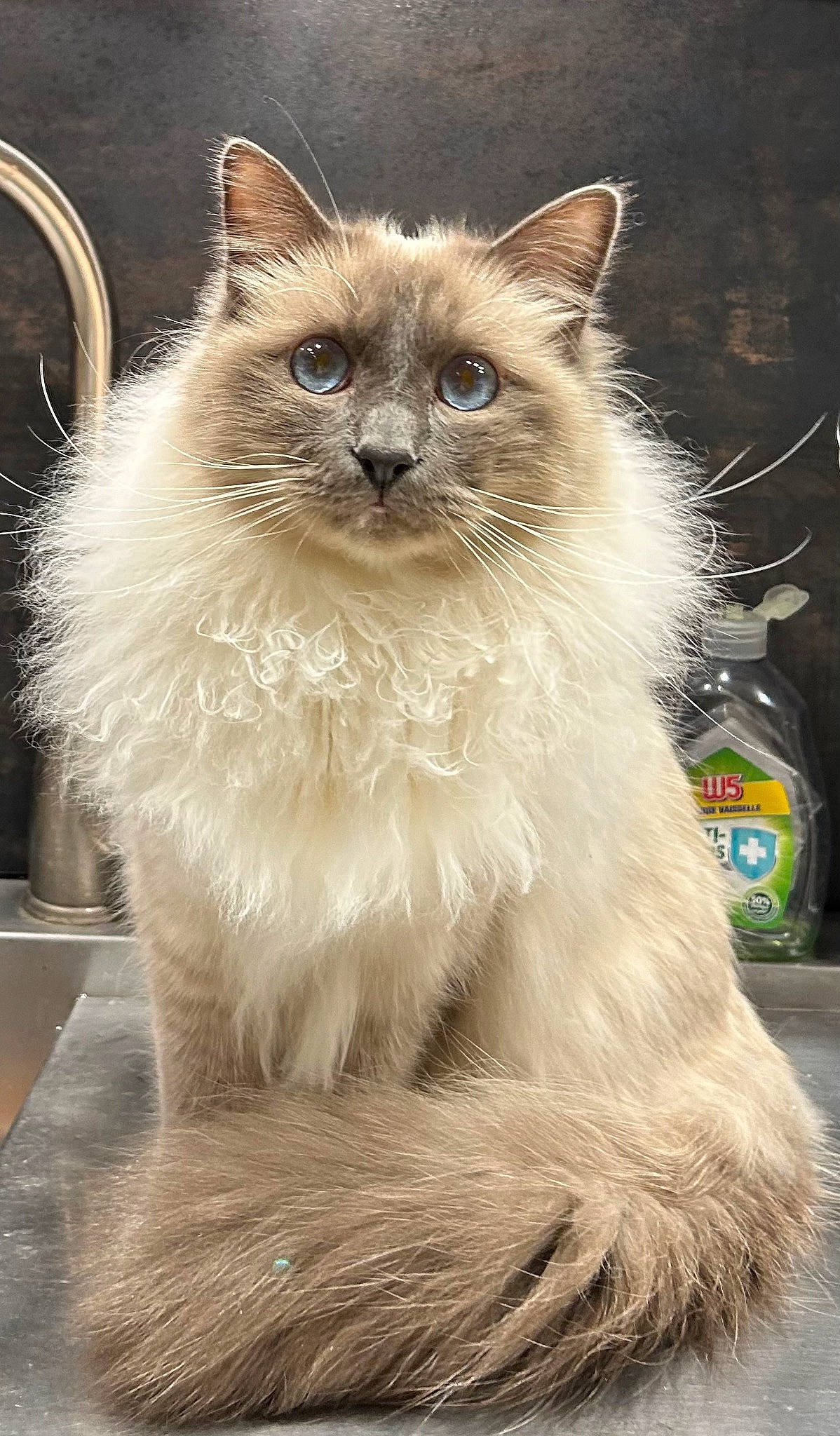 Monsieur Léon a rejoint le concours — aidez-le/la à gagner de superbes lots ! birman, carnivore, cat, fawn, felidae, fur, ragdoll, small_to_medium_sized_cats, snout, tail, terrestrial_animal, whiskers